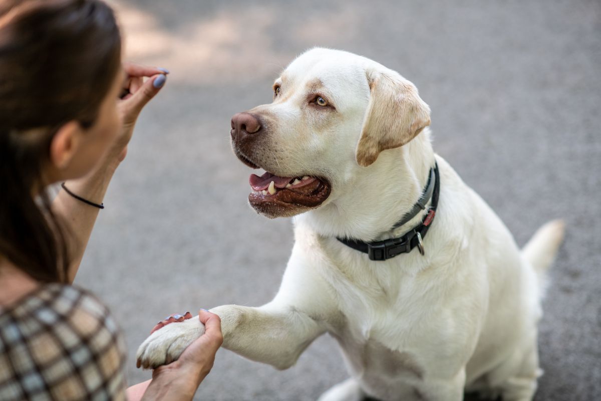 From Flea Pills to Heartworm Preventatives: Top 5 Dog Meds on Chewy in 2025