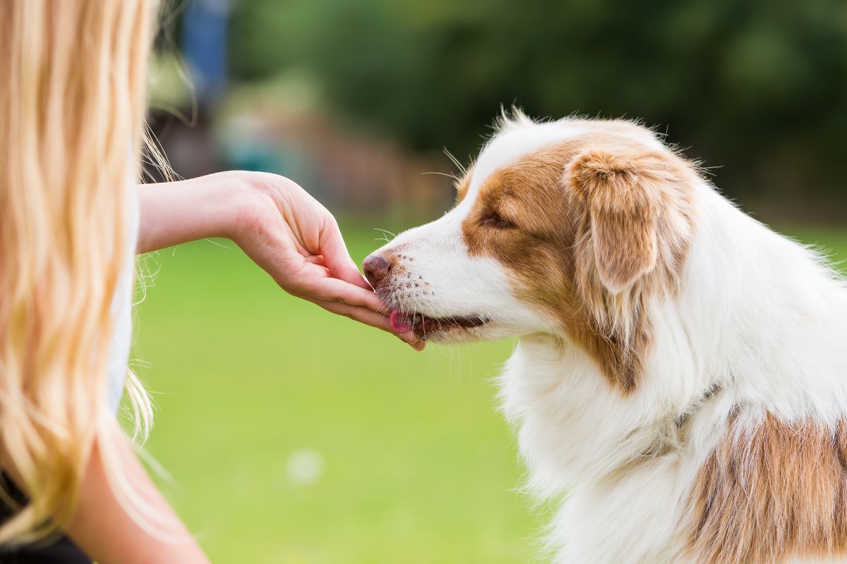 From Flea Pills to Heartworm Preventatives: Top 5 Dog Meds on Chewy in 2025