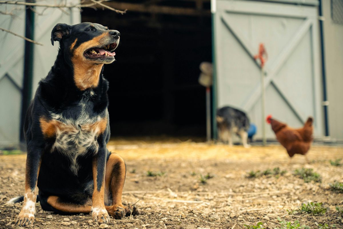 Eco-Friendly Farm Products on Chewy You'll Feel Good About Using
