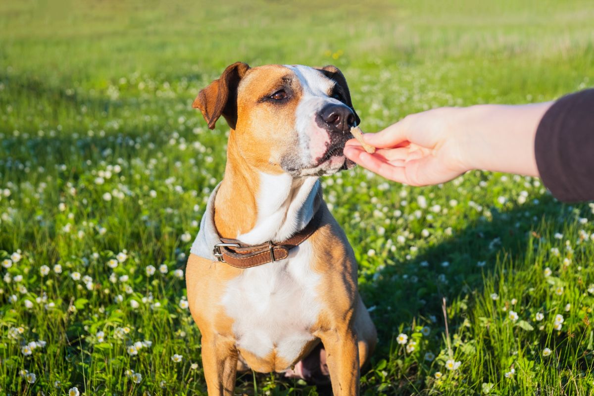 Grain-Free, Raw, or Chewy? 5 Best Dog Treats by Diet on Chewy.com for 2025