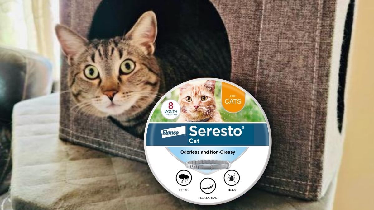 Seresto Flea & Tick Collar for Cats: Is 8-Month Protection Worth It?
