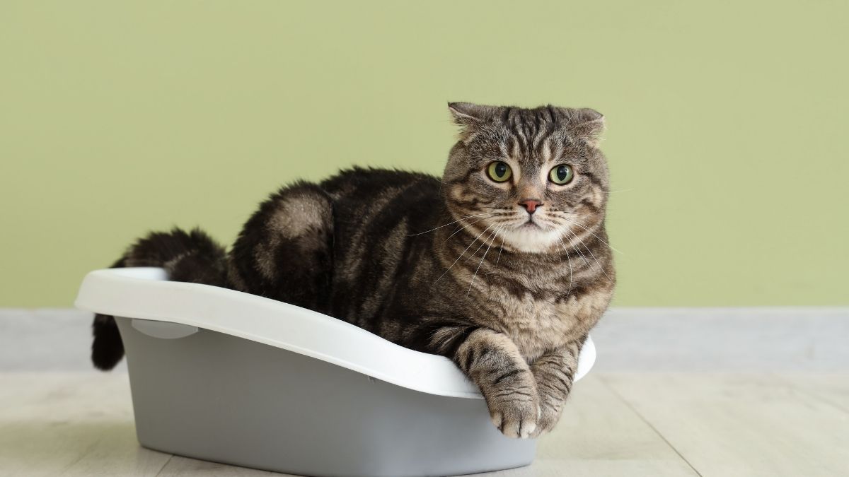 Top Cat Litter for Odor Control: Tested and Compared