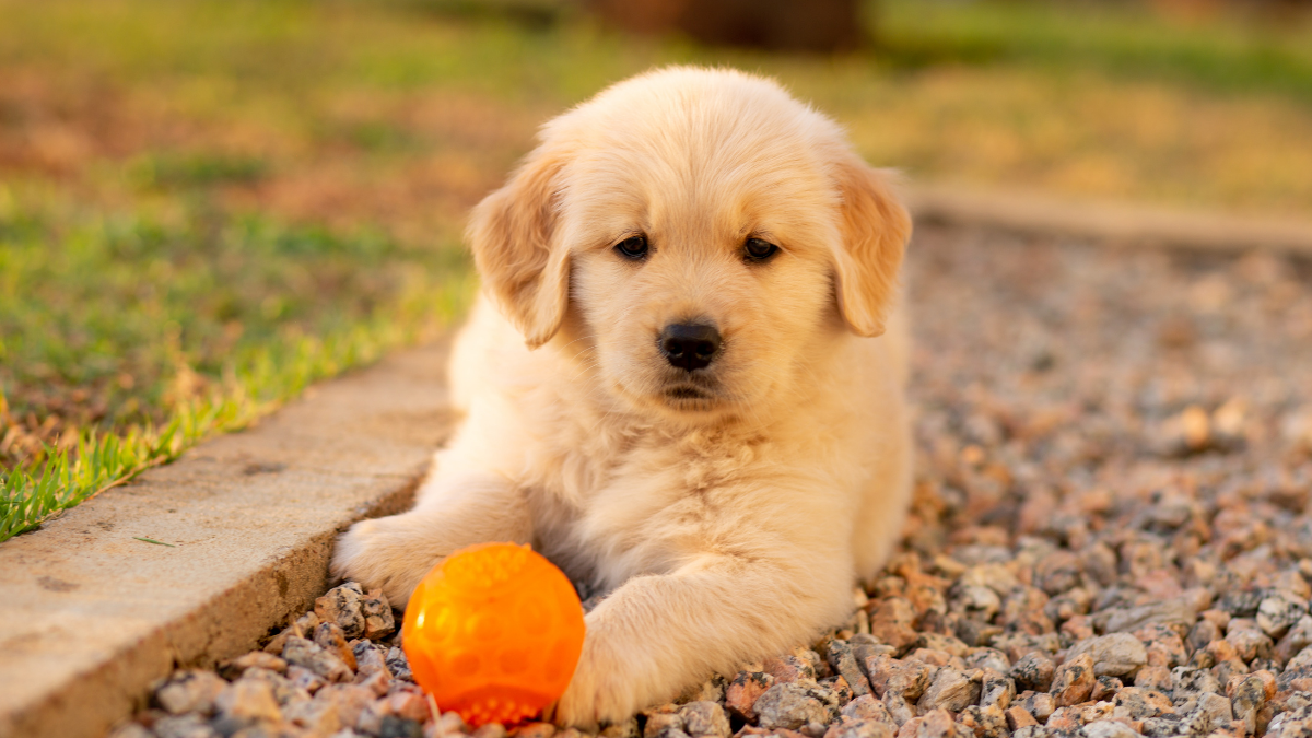 12 Essential Supplies to Have Before Bringing Home a New Puppy
