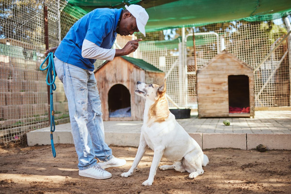 Score Big: Best Dogtra Deals on Chewy You Can't Miss!