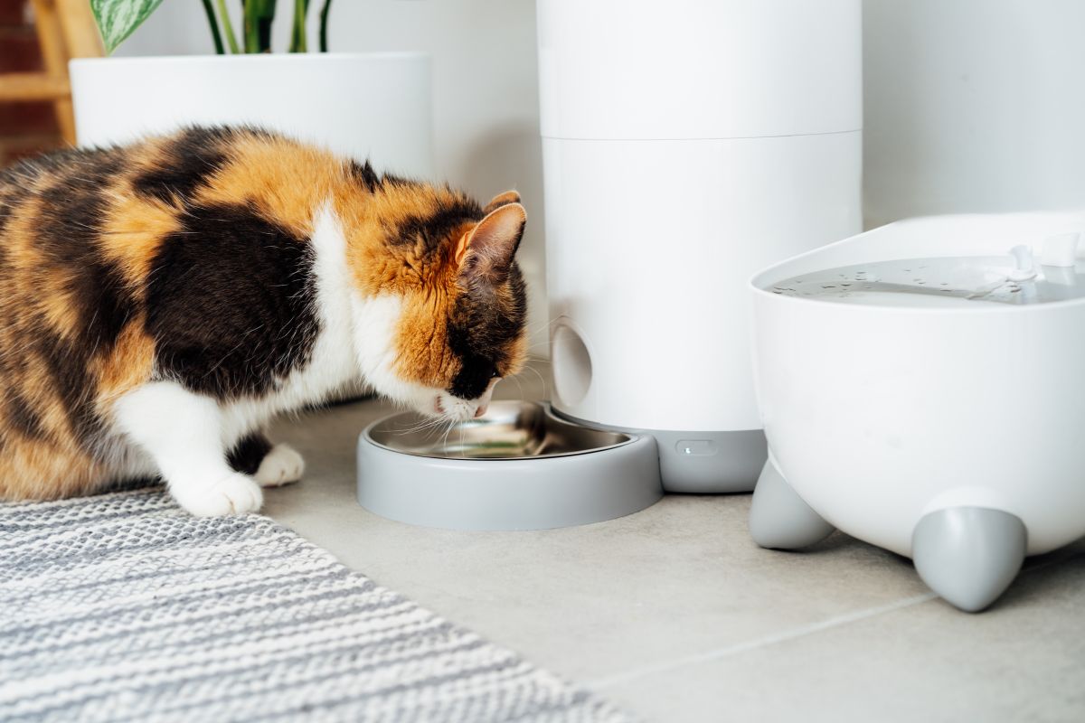 This Chewy Sale Makes Petlibro Gear More Affordable Than Ever: Unmissable Pet Tech Deals