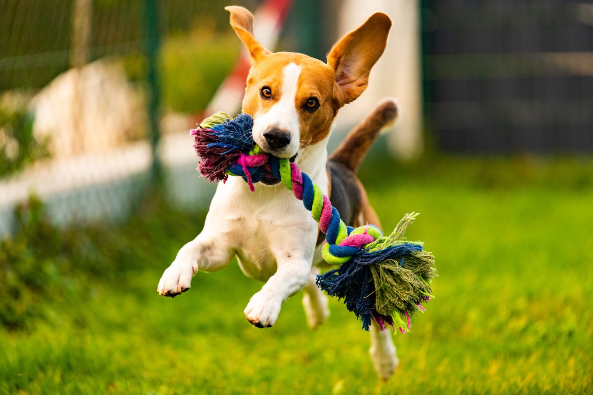 5 Dog Toys on Chewy That'll Keep Tails Wagging All Day Long in 2025