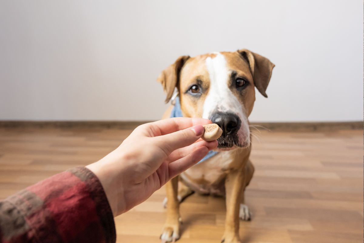 Advantus Soft Chews for Dogs: Fast-Acting Relief from Fleas Without the Hassle
