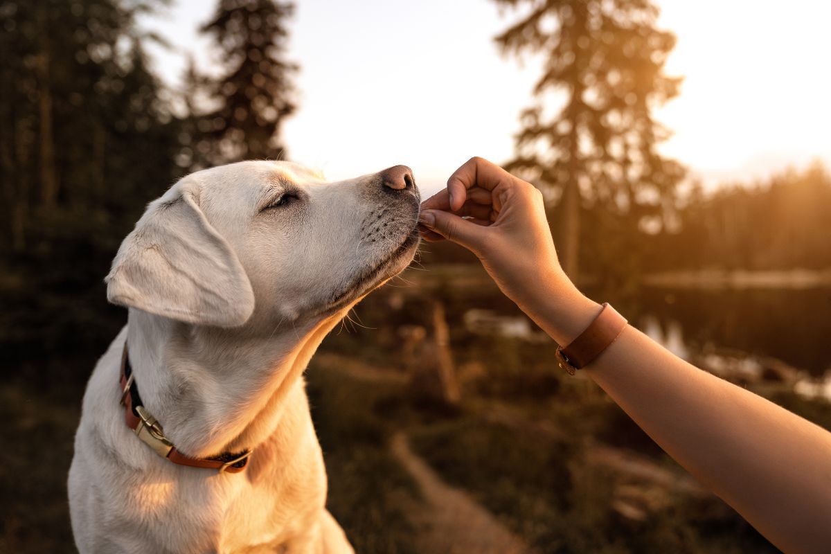 Charlee Bear Bacon & Blueberry Dog Treats: A Smart Pick for Training and Daily Rewards