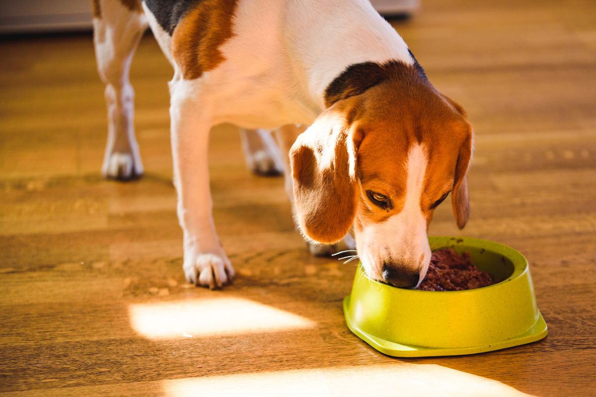 Stella & Chewy’s Carnivore Crunch Grass-Fed Beef Treats: A Premium Pick for Health-Conscious Dog Owners