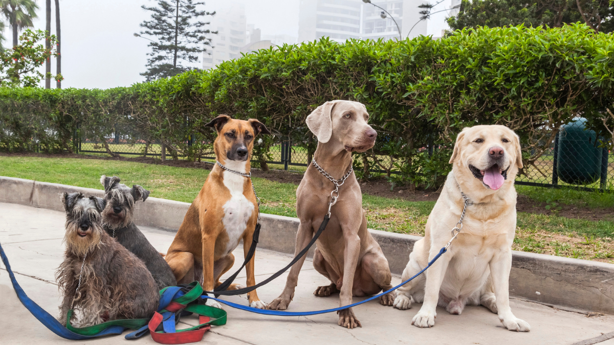 10 Popular Dog Breeds and What Makes Each One Unique