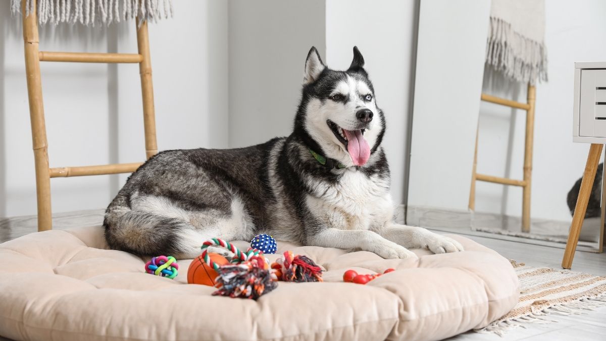 Best Dog Beds for Large Breeds: Top Features to Look for Before You Buy