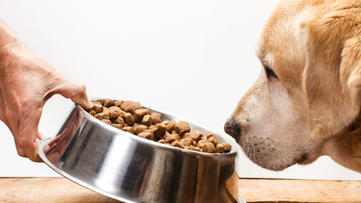How to Choose the Right Food for Your Pet: A Practical Nutrition Guide