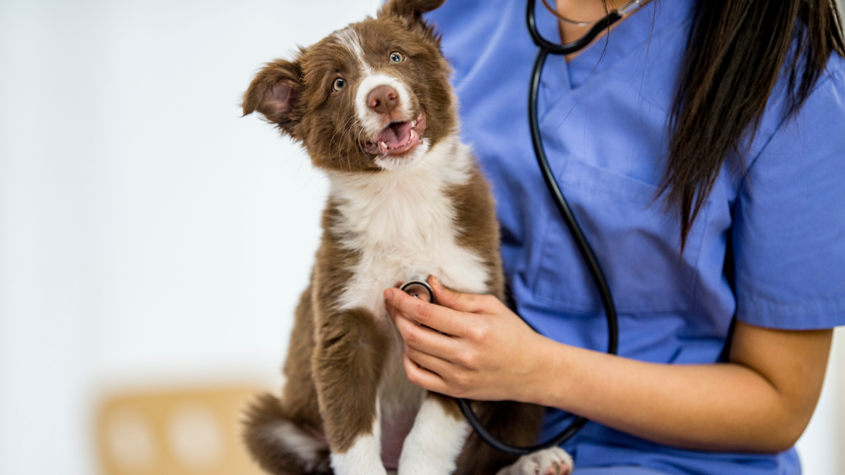 Chewy Vet Care Review: How Its In-Person Veterinary Services Work