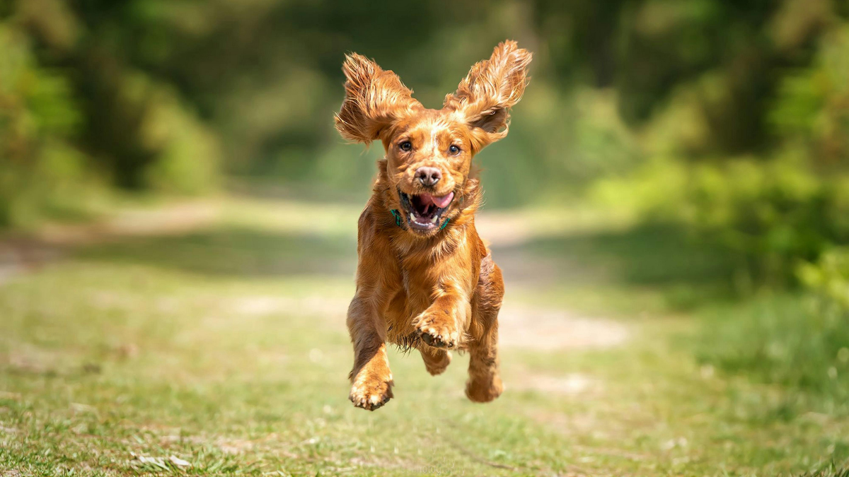 Why Do Dogs Get the Zoomies? Understanding Common Playful Dog Behaviors