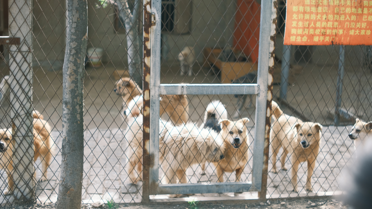 Chewy Animal Shelters & Rescues: How to Find Pets, Support Shelters, and Adopt