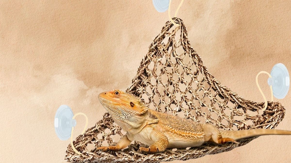 SunGrow Triangular Silicone Climbing & Basking Lizard & Bearded Dragon Reptile Hammock