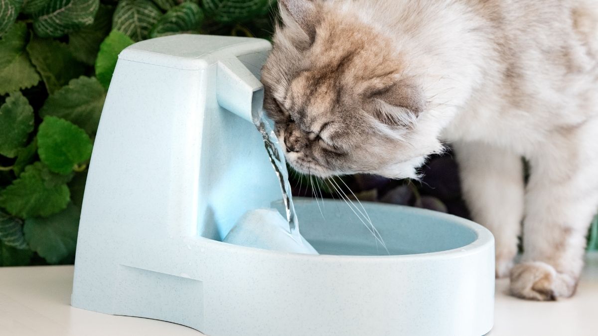 Best Pet Water Fountains for Cats and Dogs: Features to Compare Before You Buy