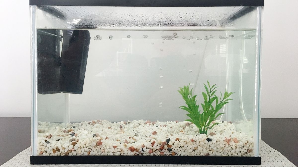 Best Aquarium Filters for Freshwater Fish Tanks: How to Choose the Right One for Clean, Healthy Water