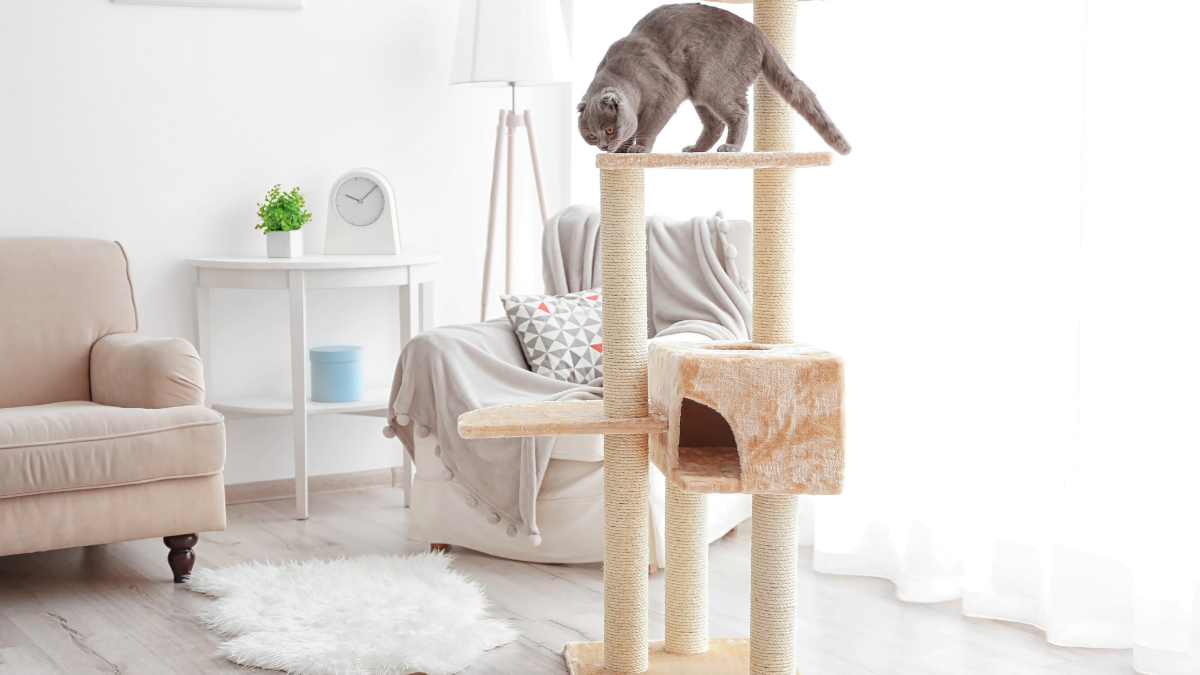 10 Simple Ways to Keep Indoor Cats Active and Entertained